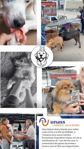 Premiers secours canins et félin